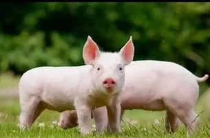 贵州首次生猪交割背后的金融赋能记