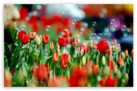 6天前，全球又见证了一场“郁金香泡沫”的破裂