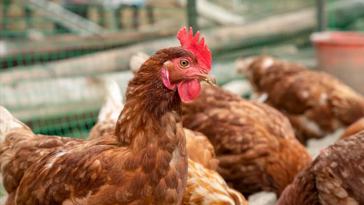 破3入2！鸡蛋再次降入“2元时代”，会不会跌破“前低”？